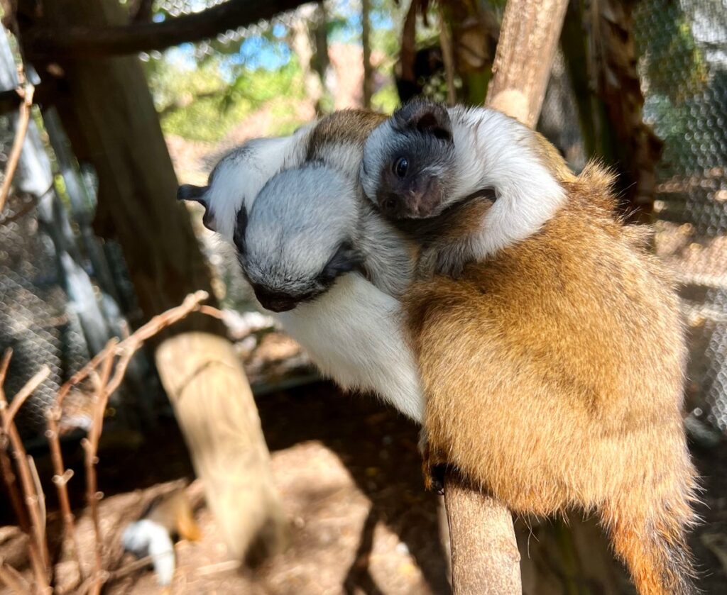 Critically endangered twin monkeys are born at the Chattanooga Zoo … from the Independent Julia Musto